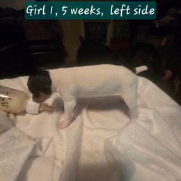 BEE'EM SEA I WILL ALWAYS LOVE YOU - White black and tan female Toy Fox Terrier puppy in Conway, South Carolina from Bee'Em Sea Kennel