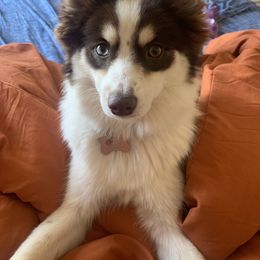 Pomsky Puppies from Guccio’s Pomsky’s and Stud Services
