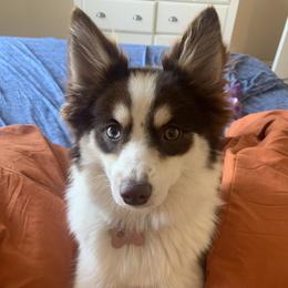 Pomsky Puppies from Guccio’s Pomsky’s and Stud Services