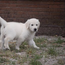 Golden Retriever Puppies from Wise-Taylor Goldens