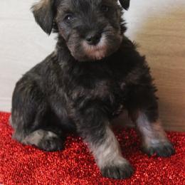 Sally - Salt and pepper female Miniature Schnauzer puppy in Richardton, North Dakota from Crooked Tree Ranch