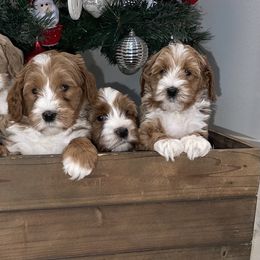Australian Labradoodle and Goldendoodle Puppies from The Moon Doodles