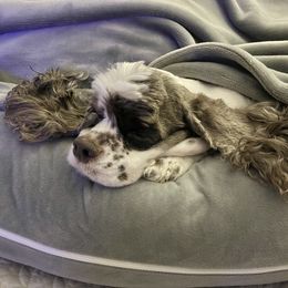 Cocker Spaniel Puppies from Troy’s Cockers