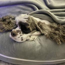 Cocker Spaniel Puppies from Troy’s Cockers