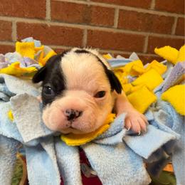 Male 1 - Black and white male Boston Terrier puppy in Conyers, Georgia from Dixe Hill Dogs