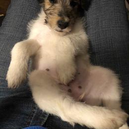 Wire Fox Terrier Puppies from Lyndon Meadow Farm