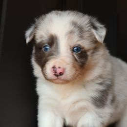 JENNY - Slate Merle Female - AKC - Slate merle female Border Collie puppy in Courtland, Alabama from C Bar C Ranch Border Collies