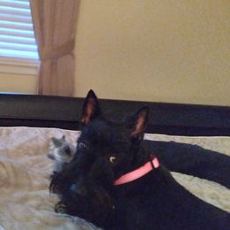 Willow - Scottish Terrier