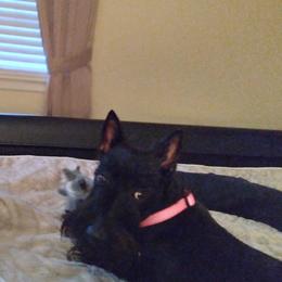 Willow - Scottish Terrier