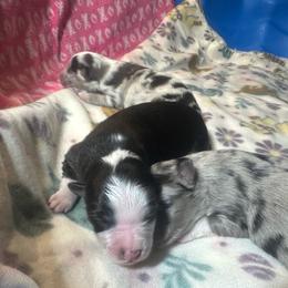 Drizzle - Black tri female Miniature Australian Shepherd puppy in Interlachen, Florida from Lucky Bones Miniature Australian Shepherds