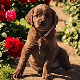 Winnie - Light Pink Girl 5 - Goldendoodle puppy from Marvelous Mannered K9s of Texas