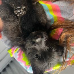 Lily - Brindle female Scottish Terrier puppy in Chattanooga, Tennessee from Oodles of Cuties!