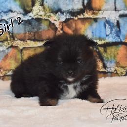 Girl 2 - Black and tan female Pomeranian puppy in Fort Jones, California from High Rocking Pom Poms