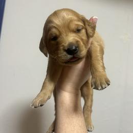 Tito (yellow) - Dark golden male Golden Retriever puppy in Bynum, Montana from Summit Canine Breeding