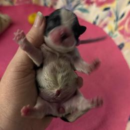 Lilac - Black and white female Shih Tzu puppy in Berkeley Springs, West Virginia from Sandridge Shih Tzus