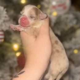 Pearl - Fawn merle female American Corgi puppy in East Oakdale, California from Rhettro Kennels