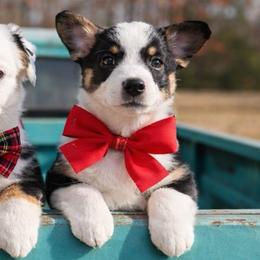 Cindy Lou - Black and tan female Pembroke Welsh Corgi puppy in Star City, Arkansas from T4 Farms