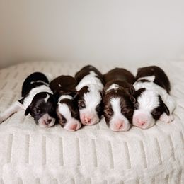 Australian Labradoodle puppies from The Doodle Cove