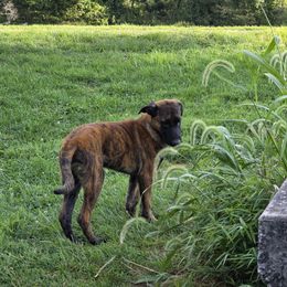 Girl 1 - Gold brindle female Dutch Shepherd puppy in Kingston, New York from Acadia CanineTM