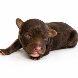 Blue - Chocolate male Australian Labradoodle puppy in Springfield, Ohio from Dawson & Daryn's Royal Companions