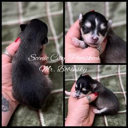 Mr Bobinsky - Black and white male Pomsky puppy in Rossville, Georgia from Scenic City Pomskies