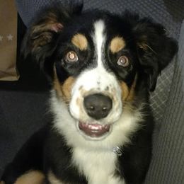 Australian Shepherds from Brandi Pruden's Australian Shepherds