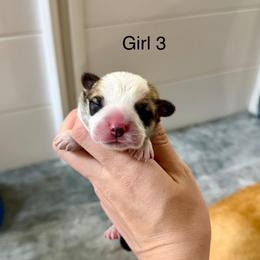 Female 3 - Red female Pembroke Welsh Corgi puppy in Waverly, Iowa from Kindred Corgis