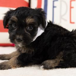 Heath - Phantom male Maltipoo puppy in Salt Lake City, Utah from My Doodle Puppy