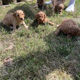 Poodle Puppies from Lulu’s Lovely Toy Poodles