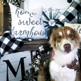 Australian Shepherds from Faith Ridge Farm
