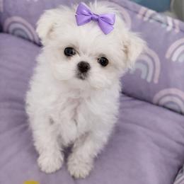 GIRL CELINE TINY 1.2 - White female Maltese puppy in Orlando, Florida from Denise’s Puppies