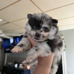 Right eye patch-ash - Merle male Pomsky puppy in Kingston, Michigan from Browns Pomskys