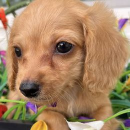 Dachshunds from The HotDog Stand
