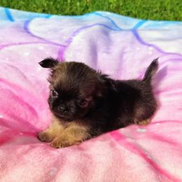 Akc Oscar - Black sabled fawn male Chihuahua puppy in Cedarville, Ohio from Evereve Kennels
