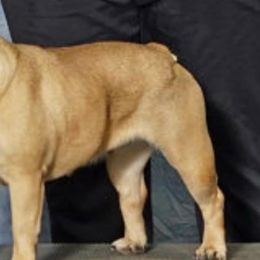 Australian Cattle Dogs and French Bulldogs from Crème brûlée kennel