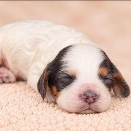 James - Tri-color male Labradoodle puppy in Connersville, Indiana from Dessie's Doodles