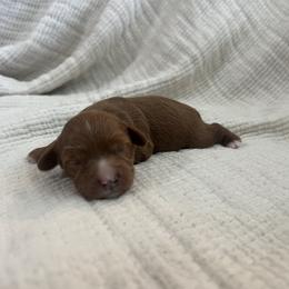 Beck - Red male Cavapoo puppy in Glendale, Arizona from Dashing Dogs