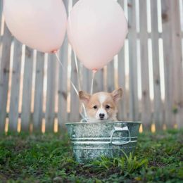 American Corgi and Pembroke Welsh Corgi Puppies from Constellation Corgi
