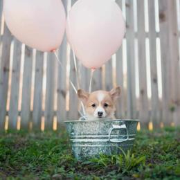 American Corgi and Pembroke Welsh Corgi Puppies from Constellation Corgi