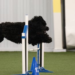 Portuguese Water Dogs from Sea and Sky Portuguese Water Dogs
