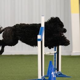 Portuguese Water Dogs from Sea and Sky Portuguese Water Dogs