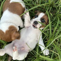 Russell Terrier Puppies from Claddagh Pastures