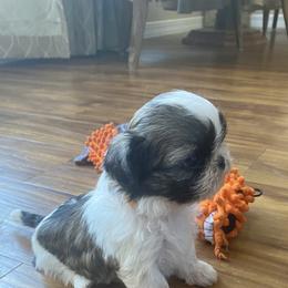 Shih Tzu Puppies from Willow Lane Shih Tzus