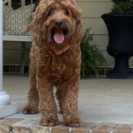 Goldendoodles from Goldenwood