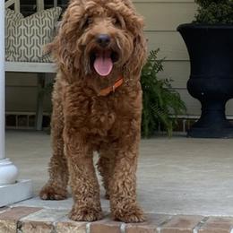 Goldendoodles from Goldenwood