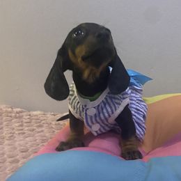 Cielo - Black and tan female Dachshund puppy in New York, New York from Sausagedog-NYC
