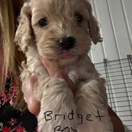 Bridget B2 - Golden male Cockapoo puppy in Haines City, Florida from Camic Cockapoos
