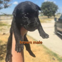 Brown male - Black male Belgian Malinois puppy in Chico, Texas from North Texas Working Malinois