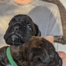 Boxers from ReMa Boxers
