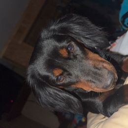 Dachshunds and Pembroke Welsh Corgis from TM7 Dachshund's